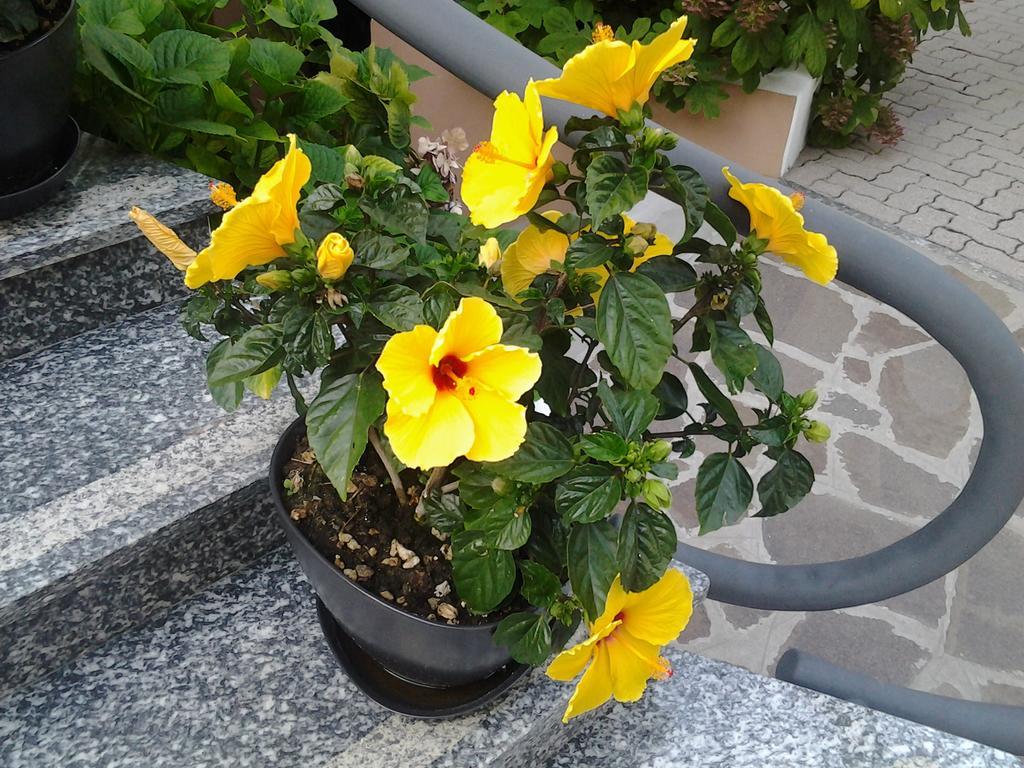 Hotel Escorial แชร์เวีย ภายนอก รูปภาพ